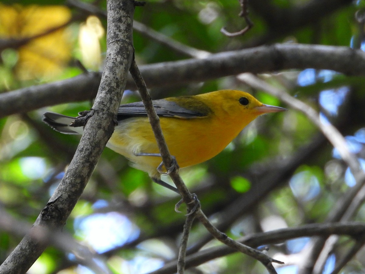 Prothonotary Warbler - ML505621551