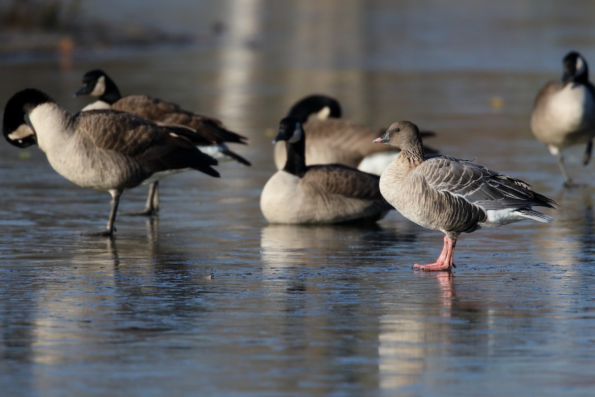 Pink-footed Goose - ML505625611