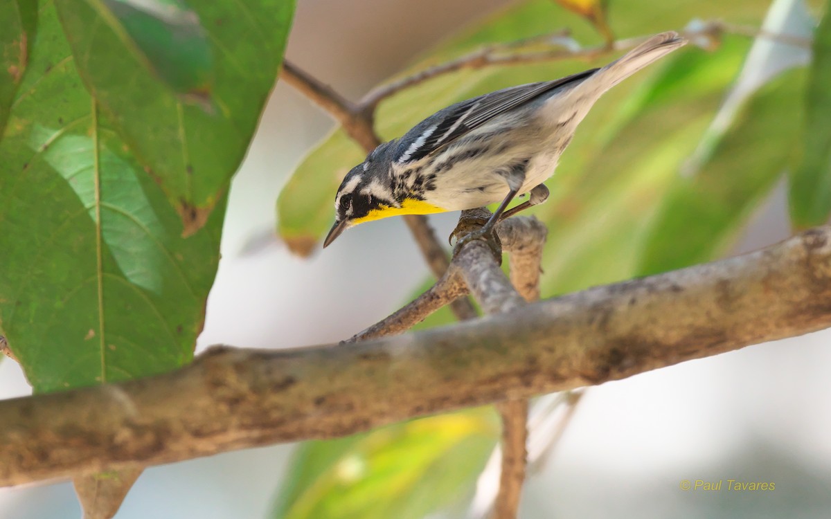 Yellow-throated Warbler - Paul Tavares