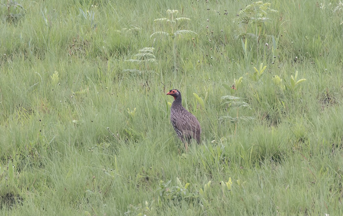 Red-necked Spurfowl (Southern) - ML505626541