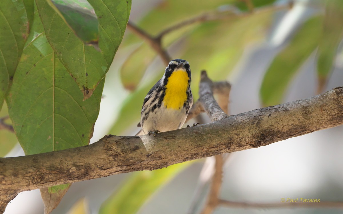 Yellow-throated Warbler - ML50562661