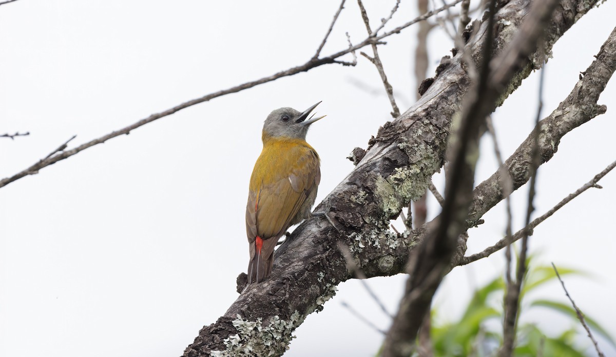 Olive Woodpecker (Southern) - ML505630041