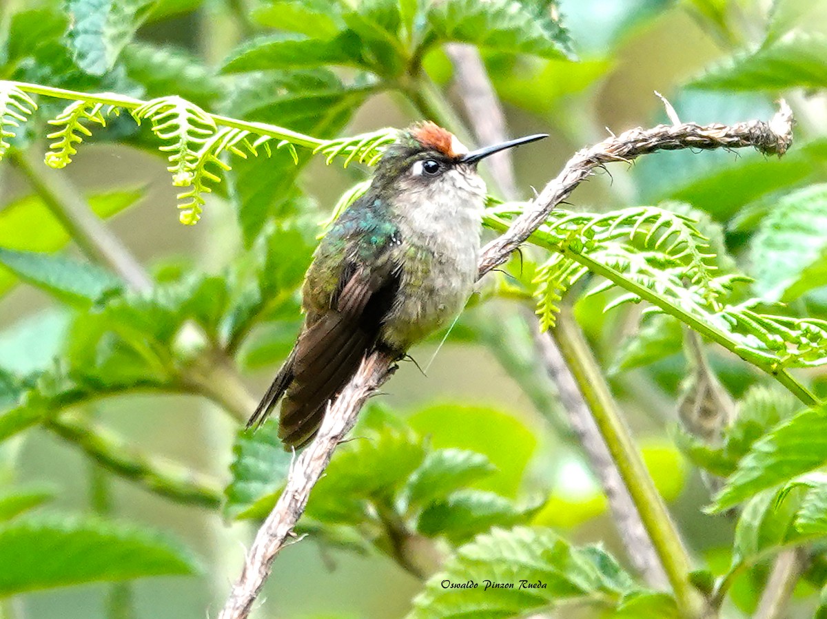 kolibřík čepičatý - ML505633741