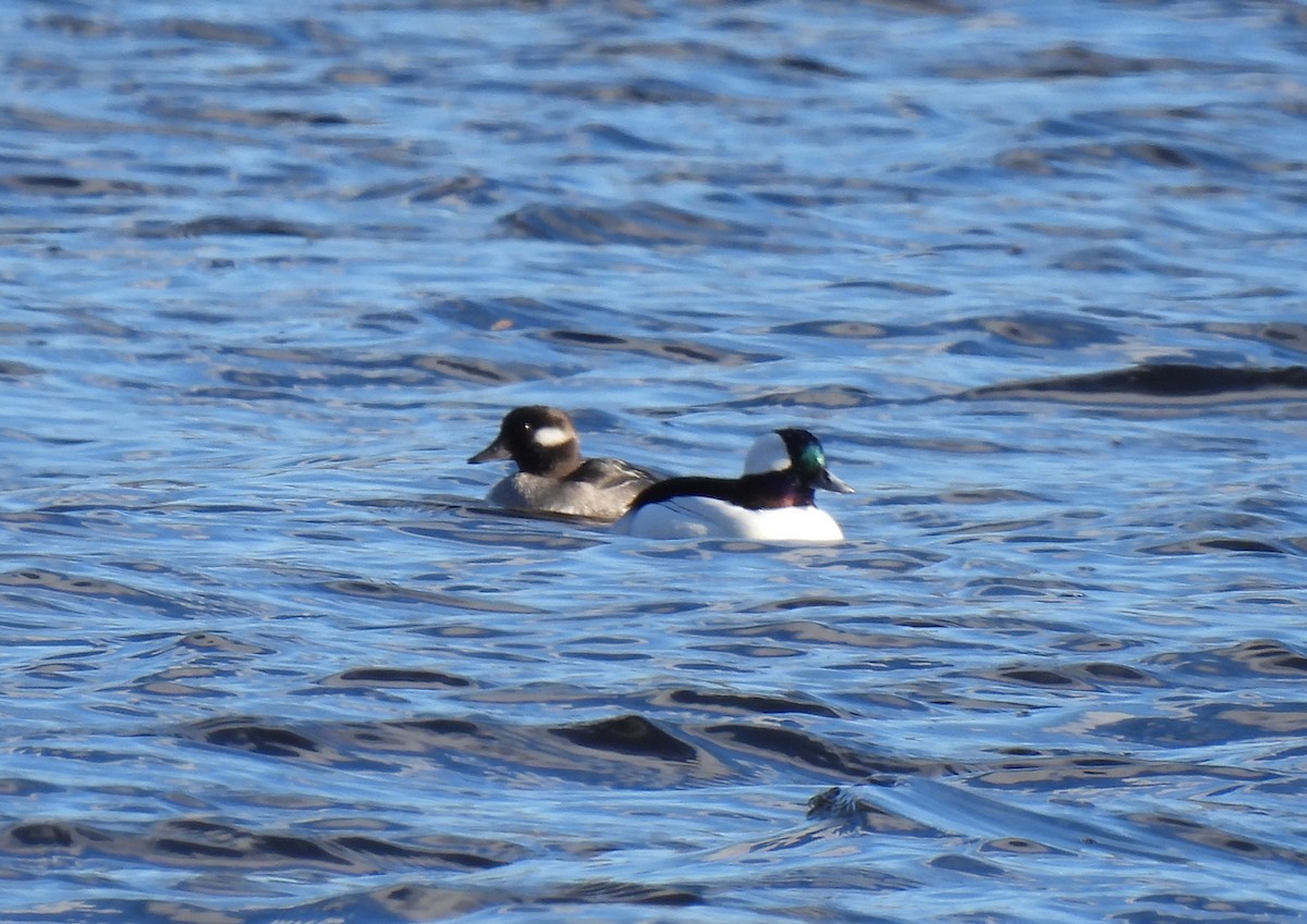 Mass Audubon eBird Checklist 20 Nov 2022 Mt. Feake Cemetery 16 species