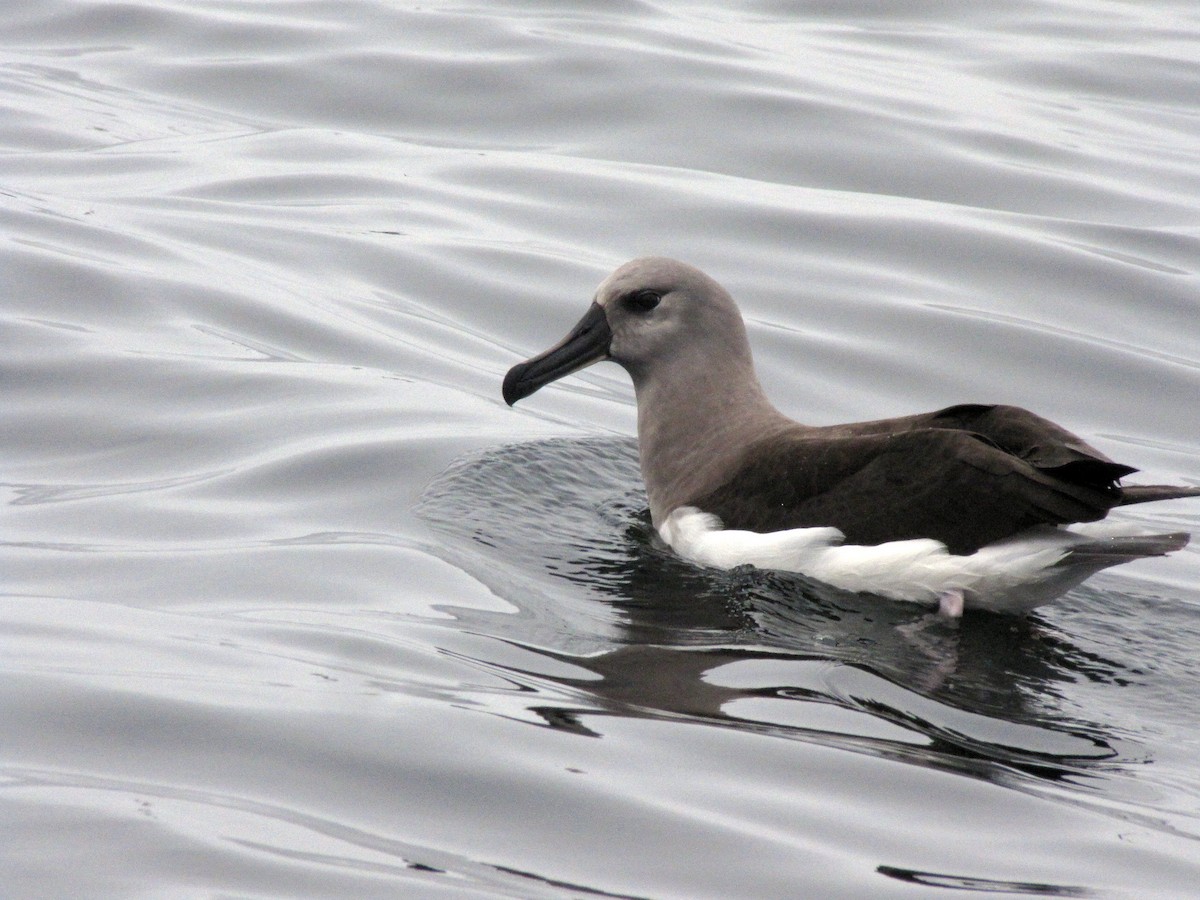 Gray-headed Albatross - ML505638071