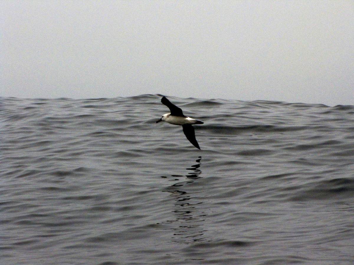 Black-browed Albatross - ML505638241