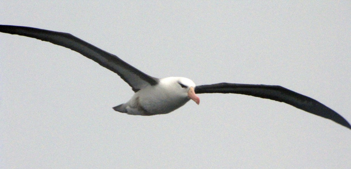 Black-browed Albatross - ML505639831