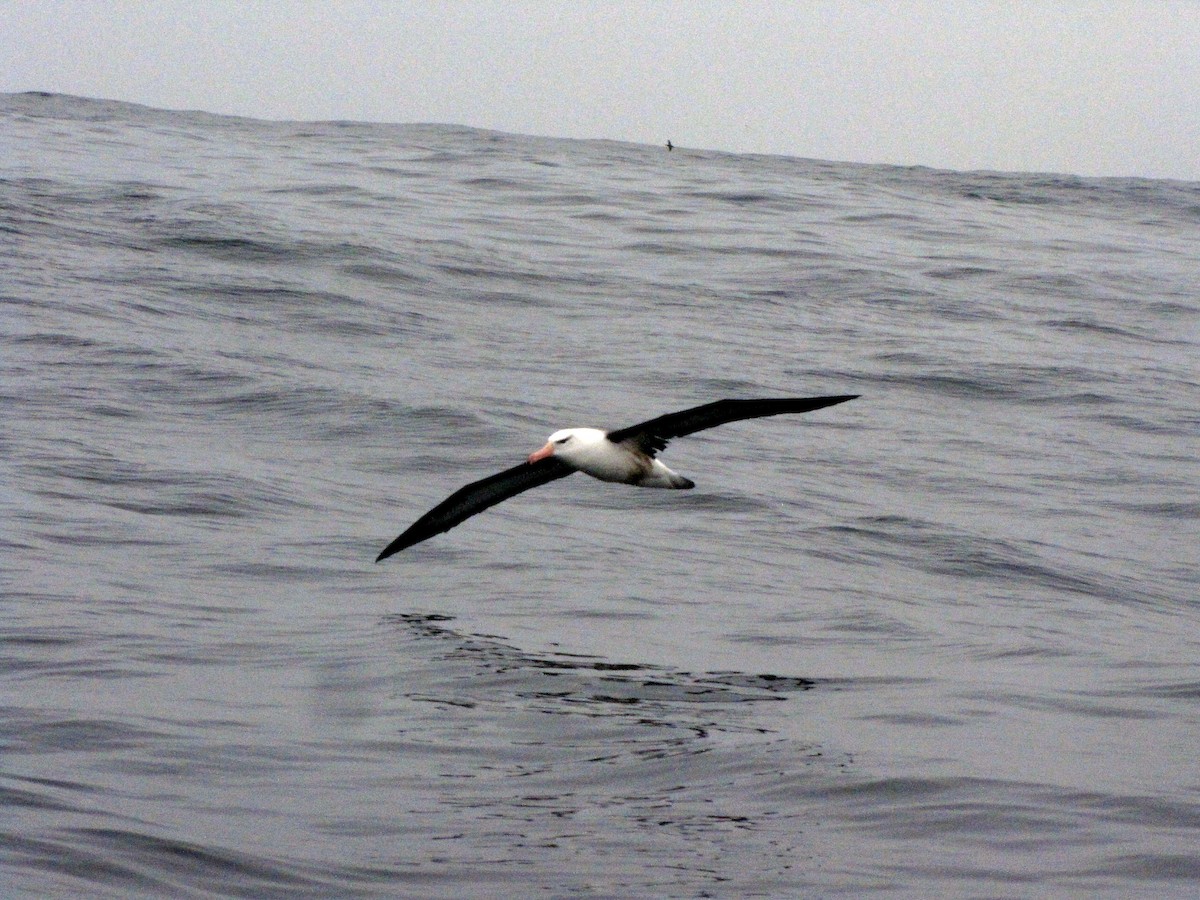 Black-browed Albatross - ML505639841