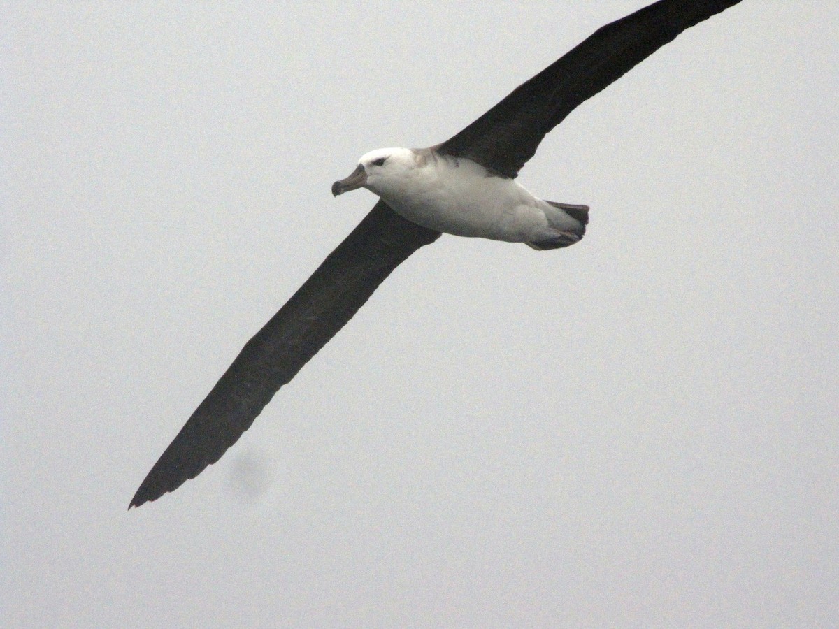 Black-browed Albatross - ML505639851