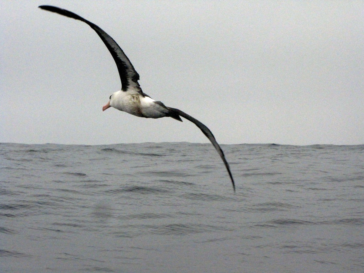 Black-browed Albatross - ML505639861