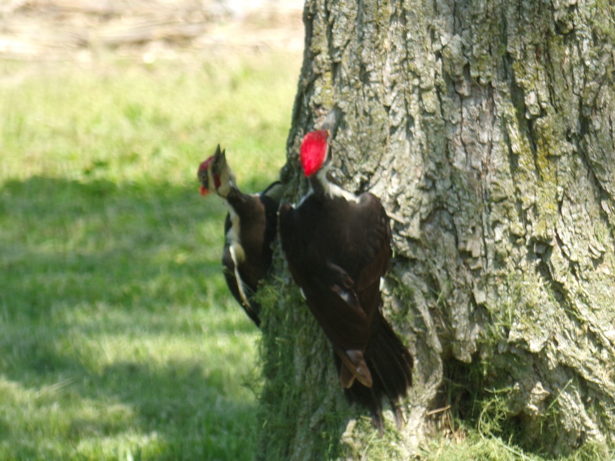 Pileated Woodpecker - ML505642551