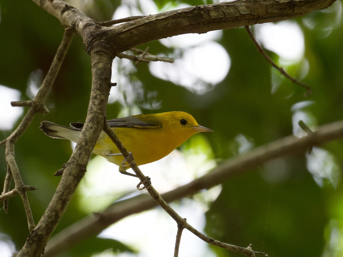 Prothonotary Warbler - ML505643121