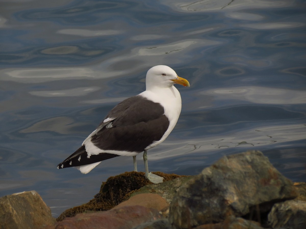 Kelp Gull (dominicanus) - Ralph Roberts
