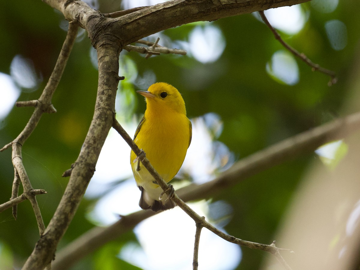 Prothonotary Warbler - Michael Tromp