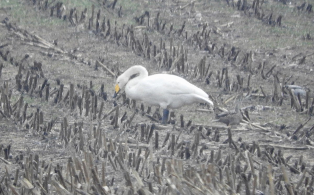 eBird Checklist 20 Nov 2022 4170 Marsden Road, Courtenay, British Columbia, CA (49.662, 125