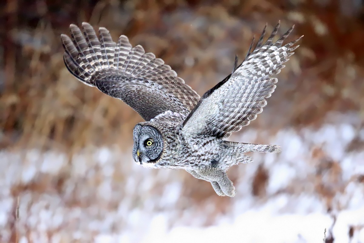 Great Gray Owl - ML50564691