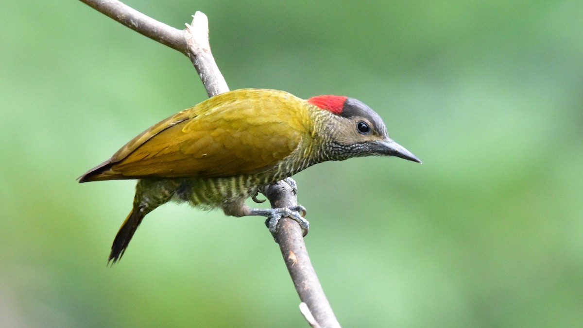 Golden-olive Woodpecker - ML50565061