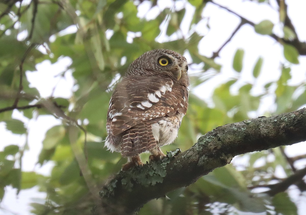 African Barred Owlet - ML505650991