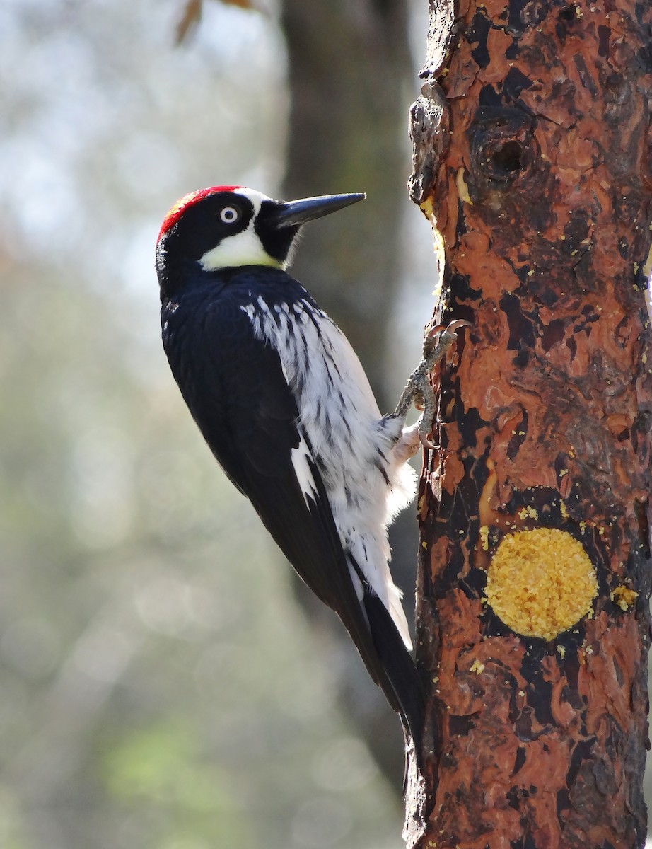Acorn Woodpecker - ML50565311