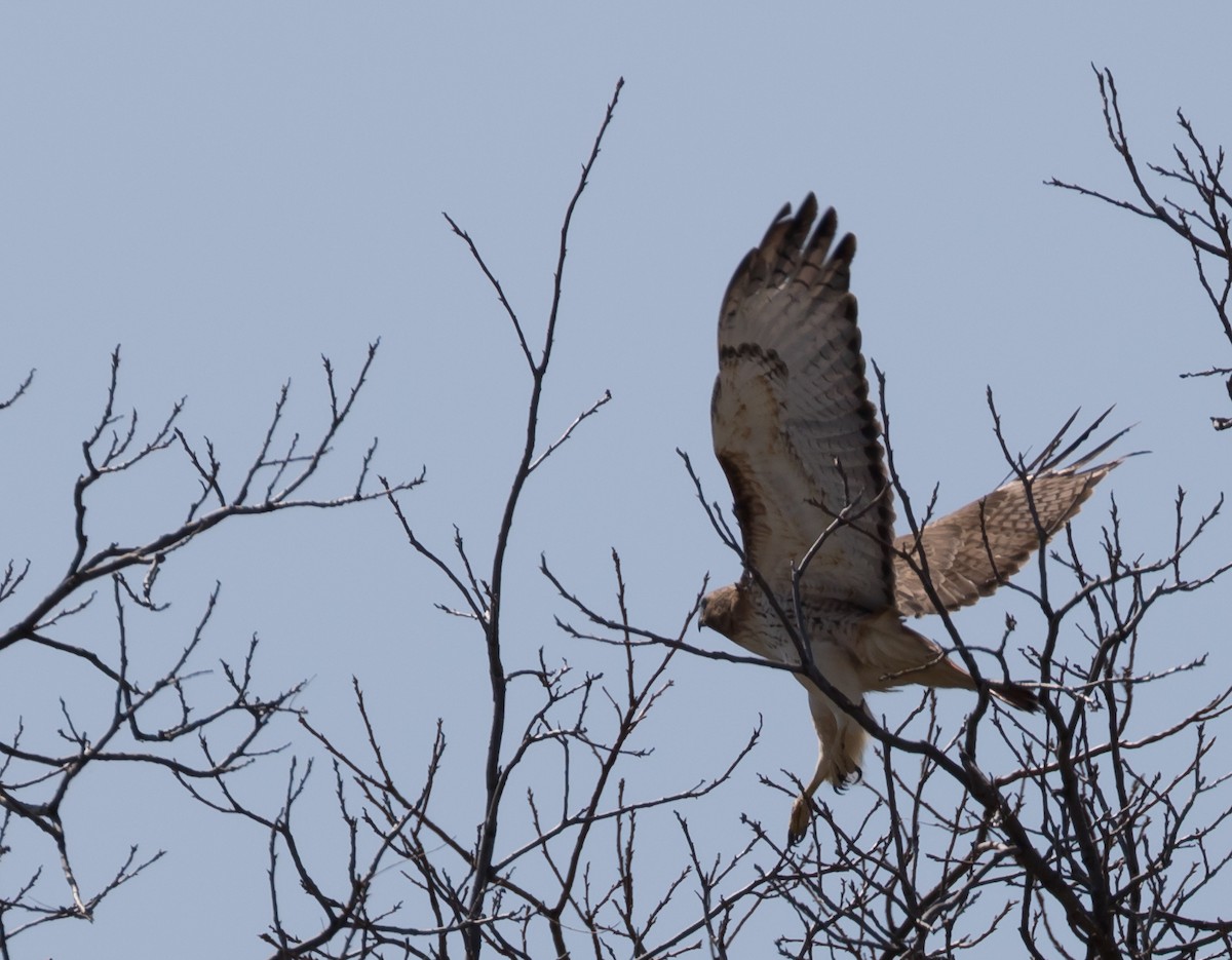 Red-tailed Hawk - ML50565391