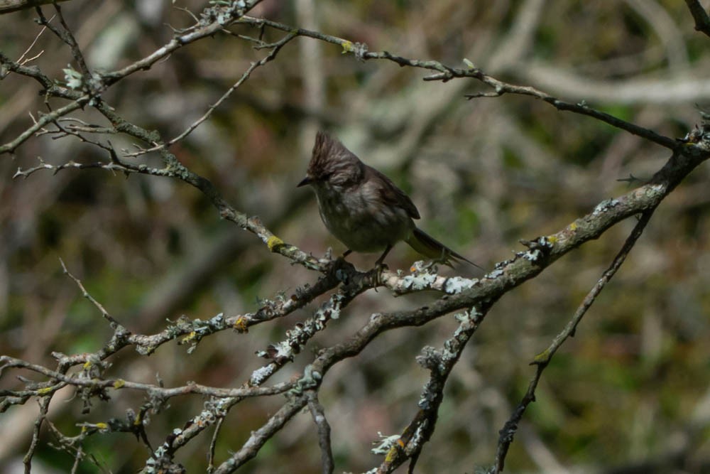 Tufted Tit-Spinetail - ML505657871