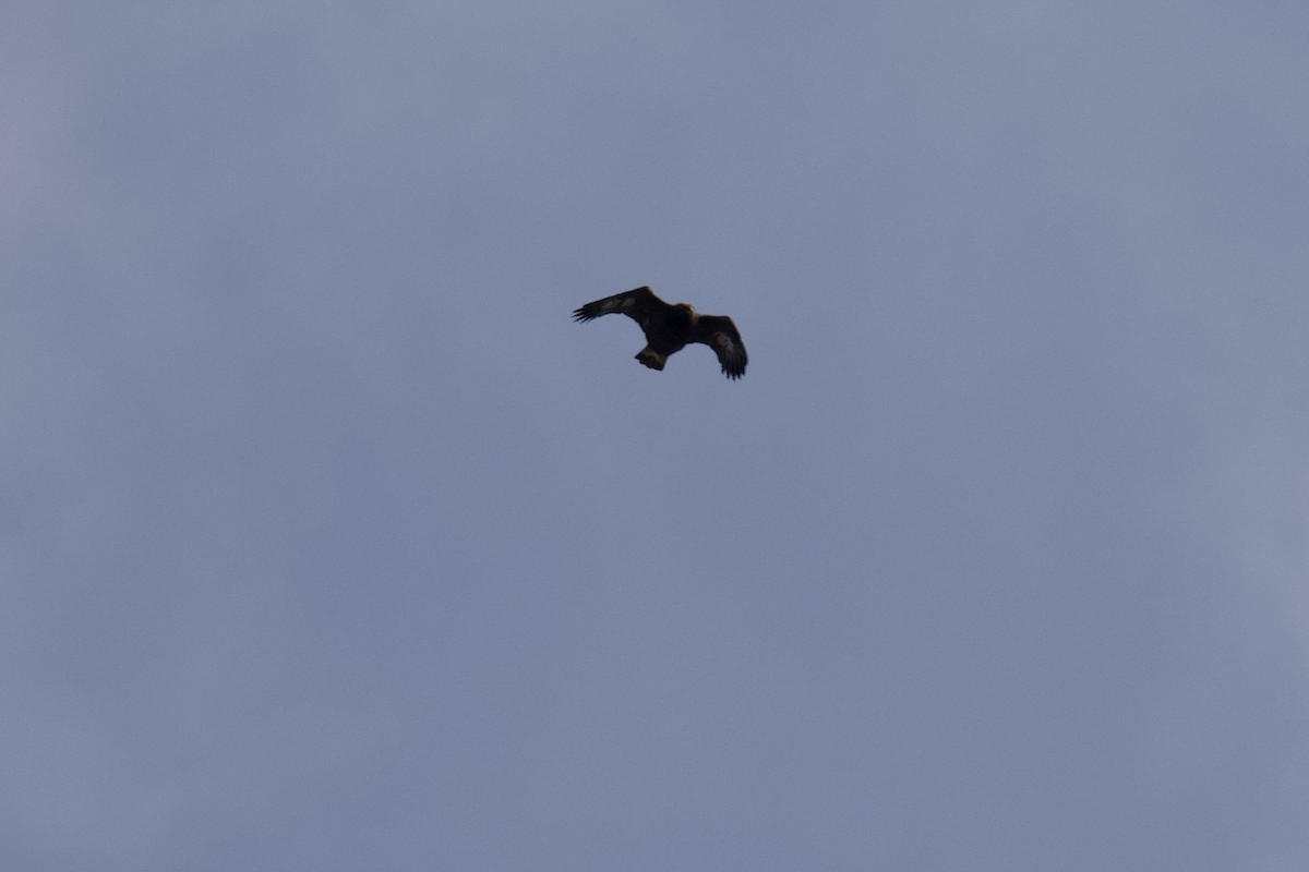 eBird Checklist 20 Nov 2022 Trout Brook Valley Conservation Area