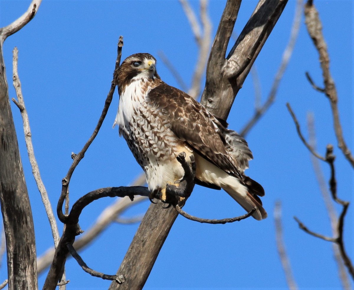 Red-tailed Hawk - ML50566531