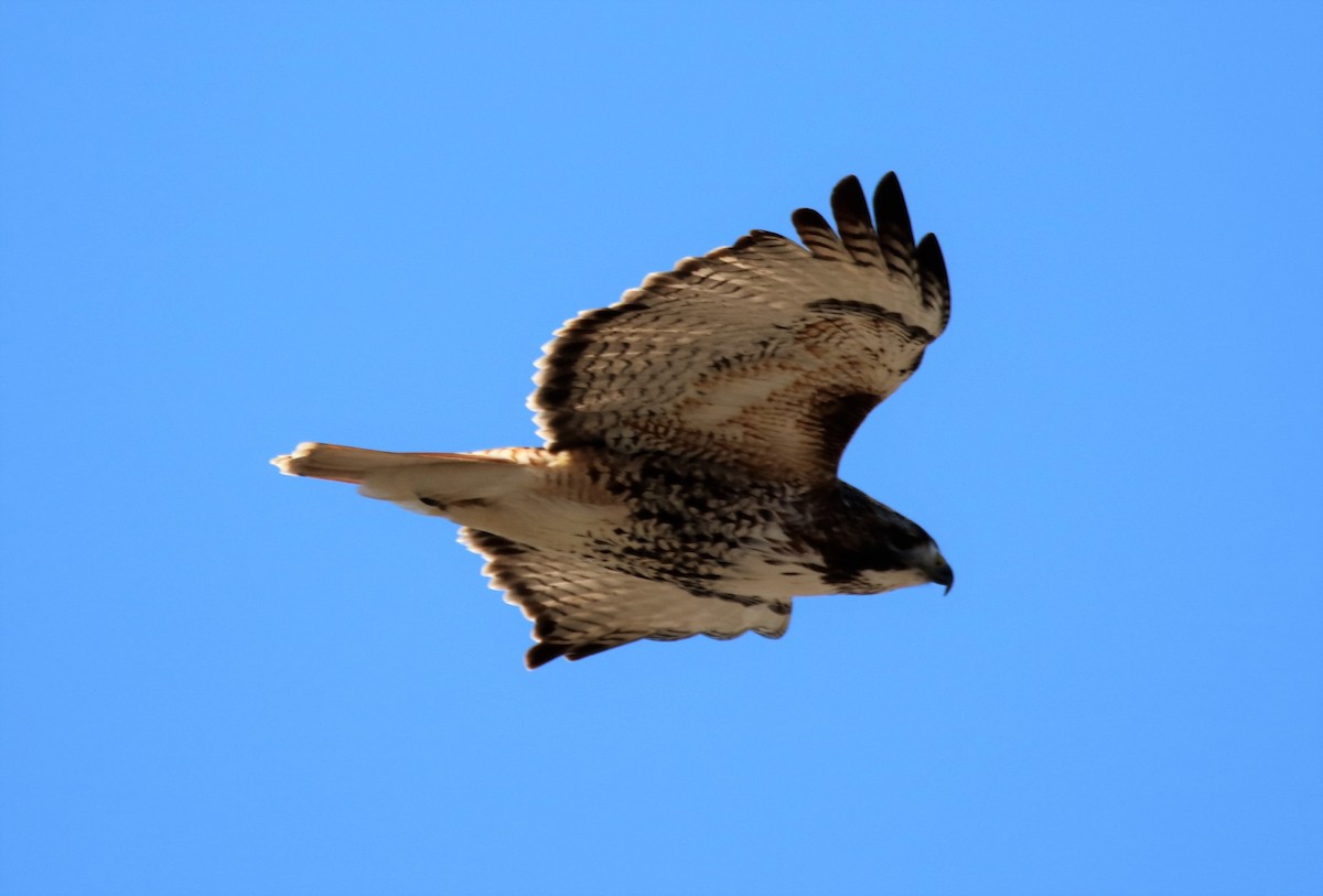Red-tailed Hawk - ML50566581