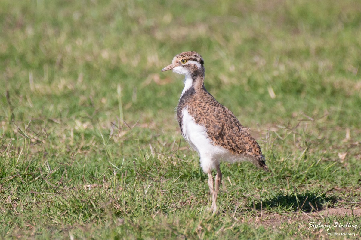 Banded Lapwing - ML505666721
