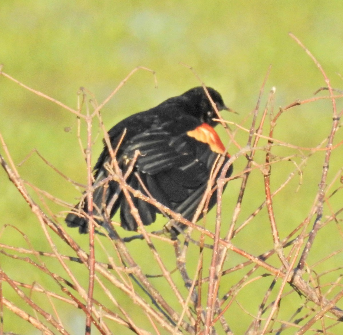 Red-winged Blackbird - Charles Boley