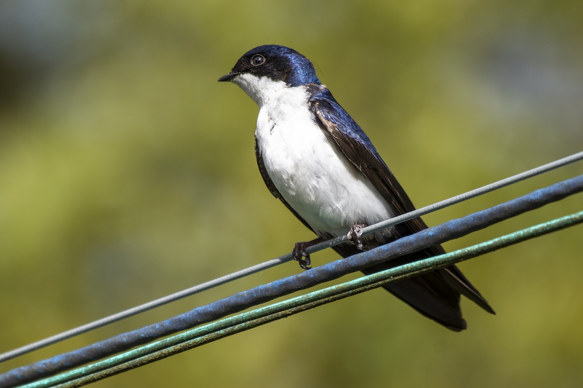 Blue-and-white Swallow - ML505668611