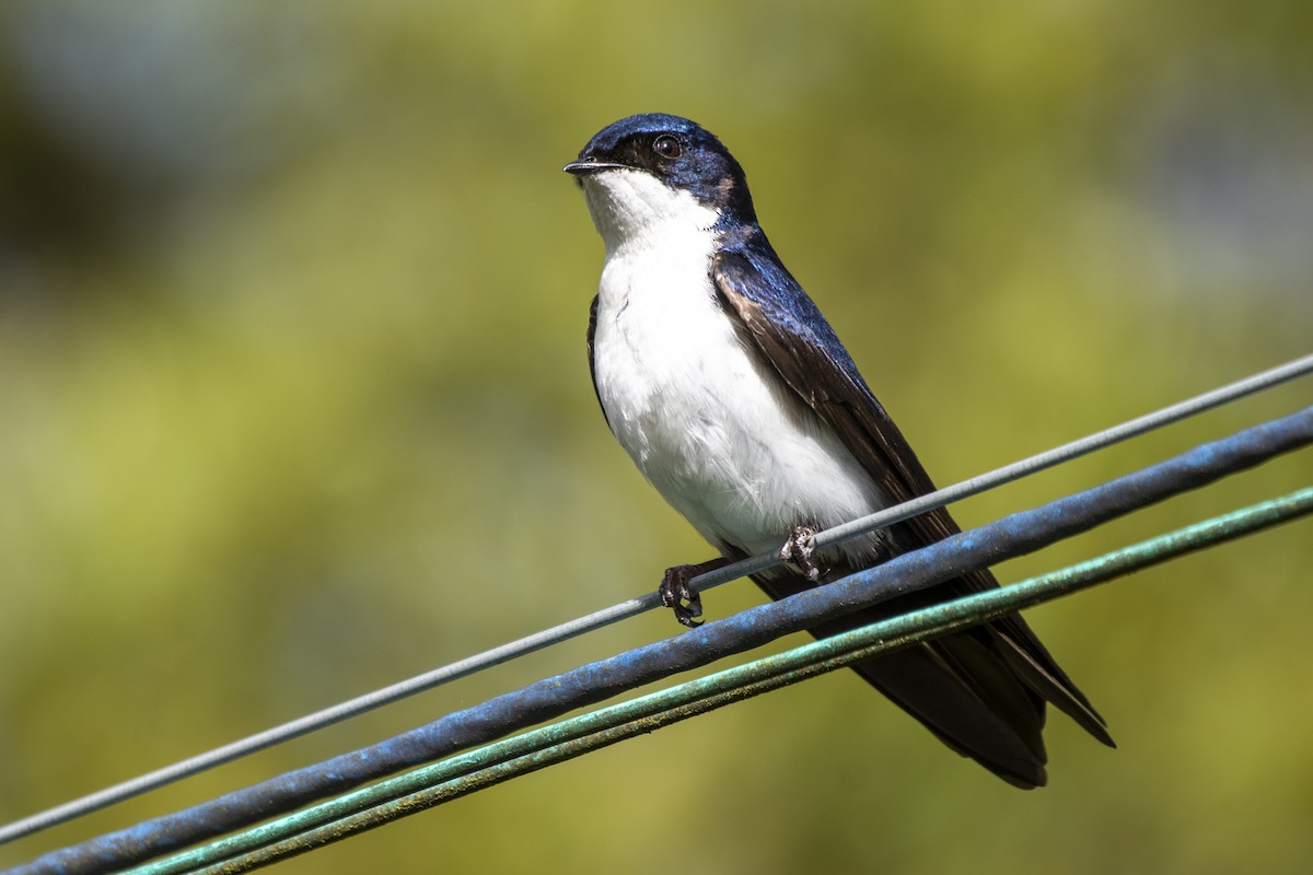 Blue-and-white Swallow - ML505668621