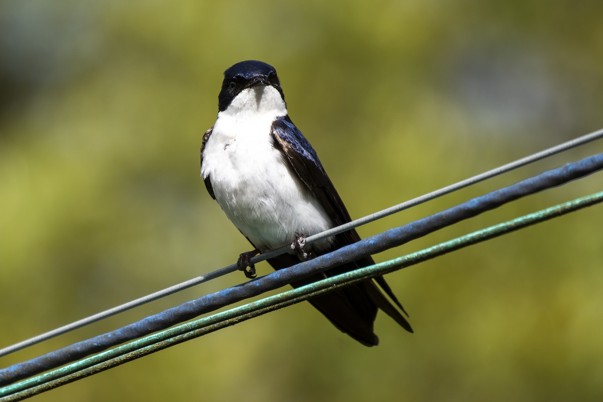 Blue-and-white Swallow - ML505668631