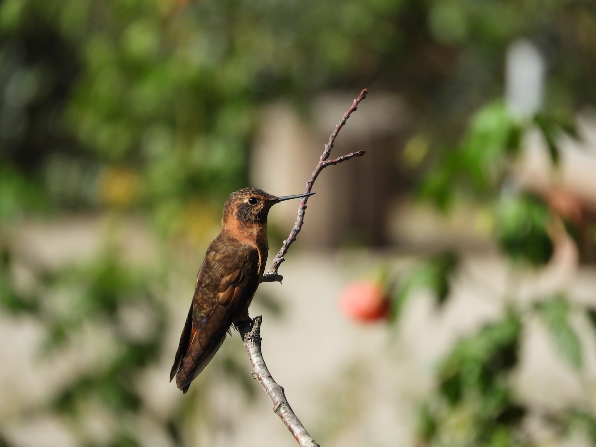 kolibřík duhovohřbetý - ML505670491