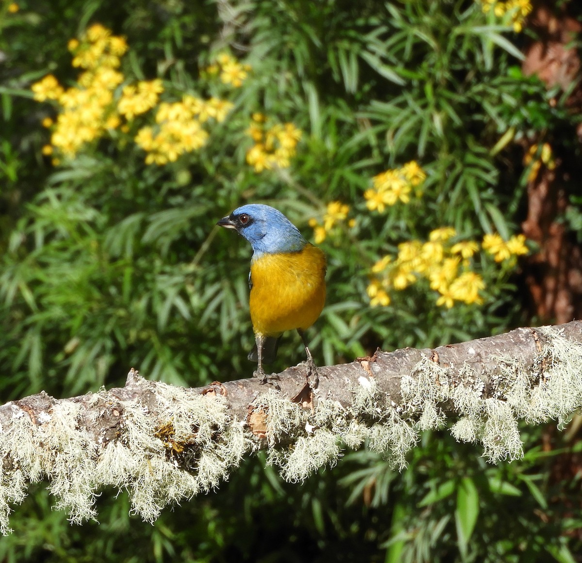 Blue-and-yellow Tanager - ML505671911