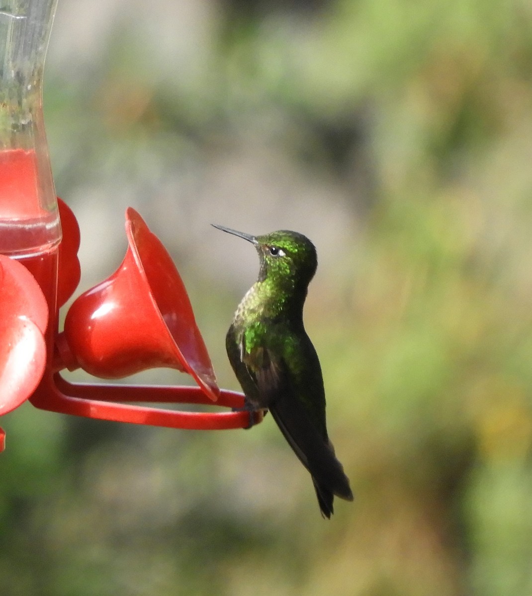 kolibřík zelenobílý - ML505672941