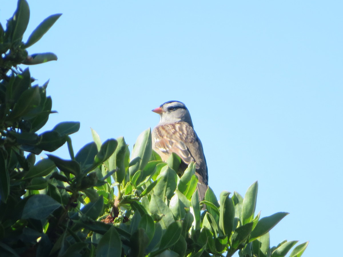 White-crowned Sparrow - ML505678271
