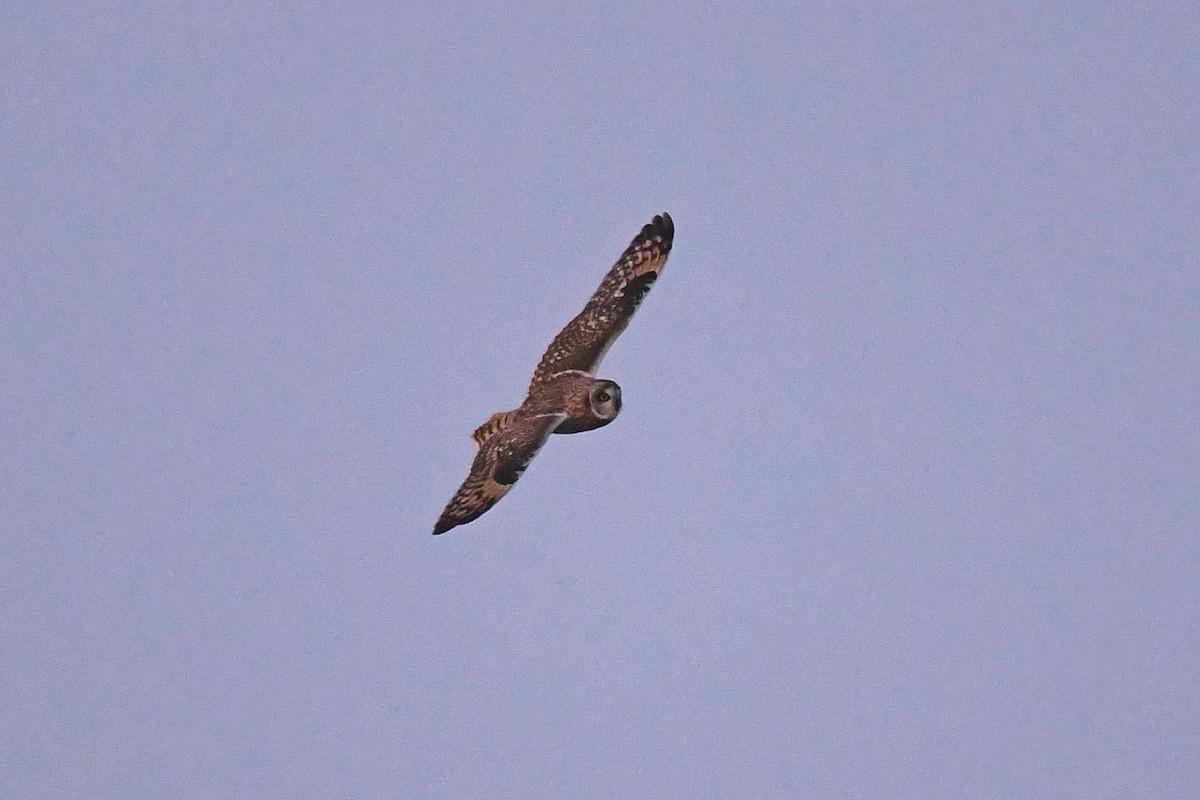 Short-eared Owl - ML505678581