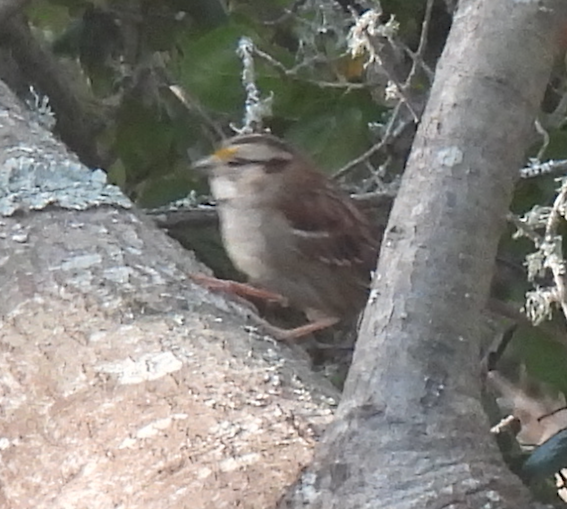 White-throated Sparrow - ML505680841