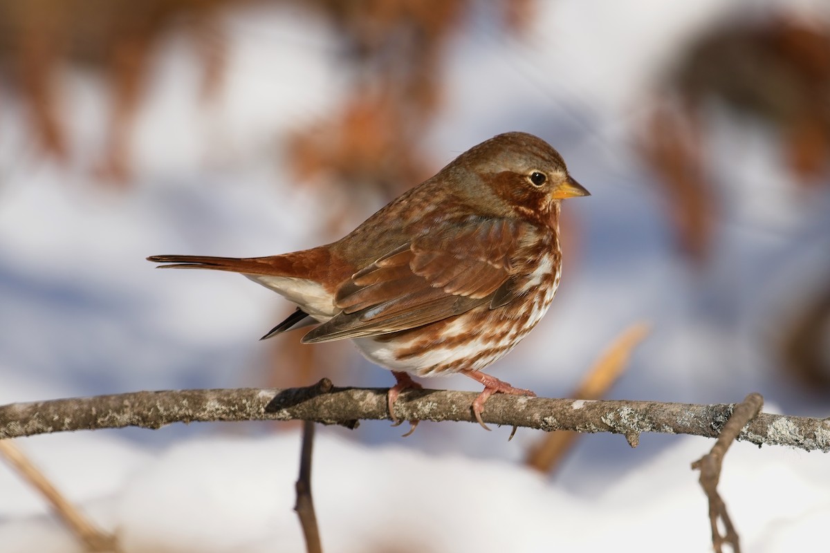 Fox Sparrow - Normand Laplante