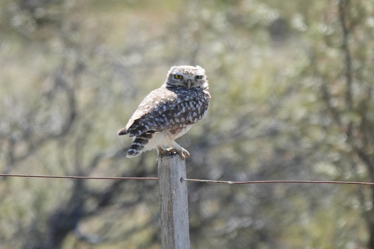 Burrowing Owl - ML505697231