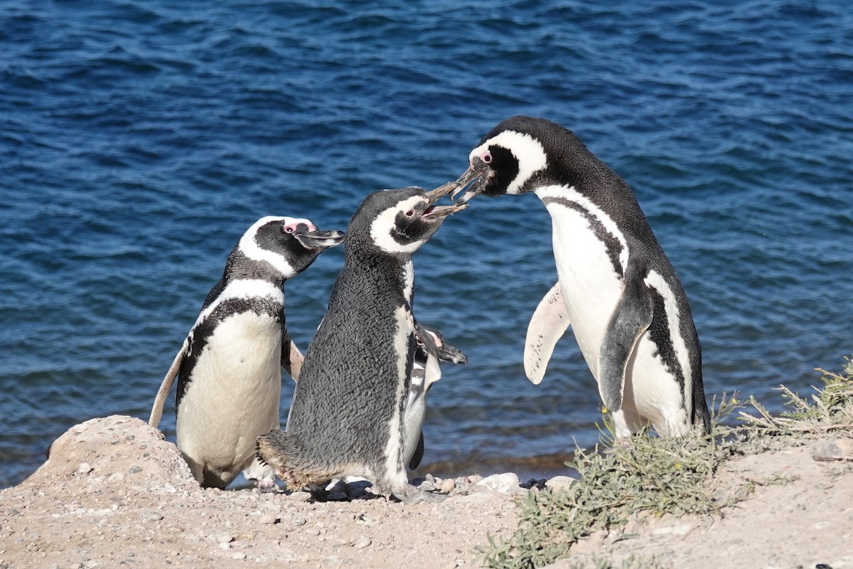 Magellanic Penguin - Dondi Black