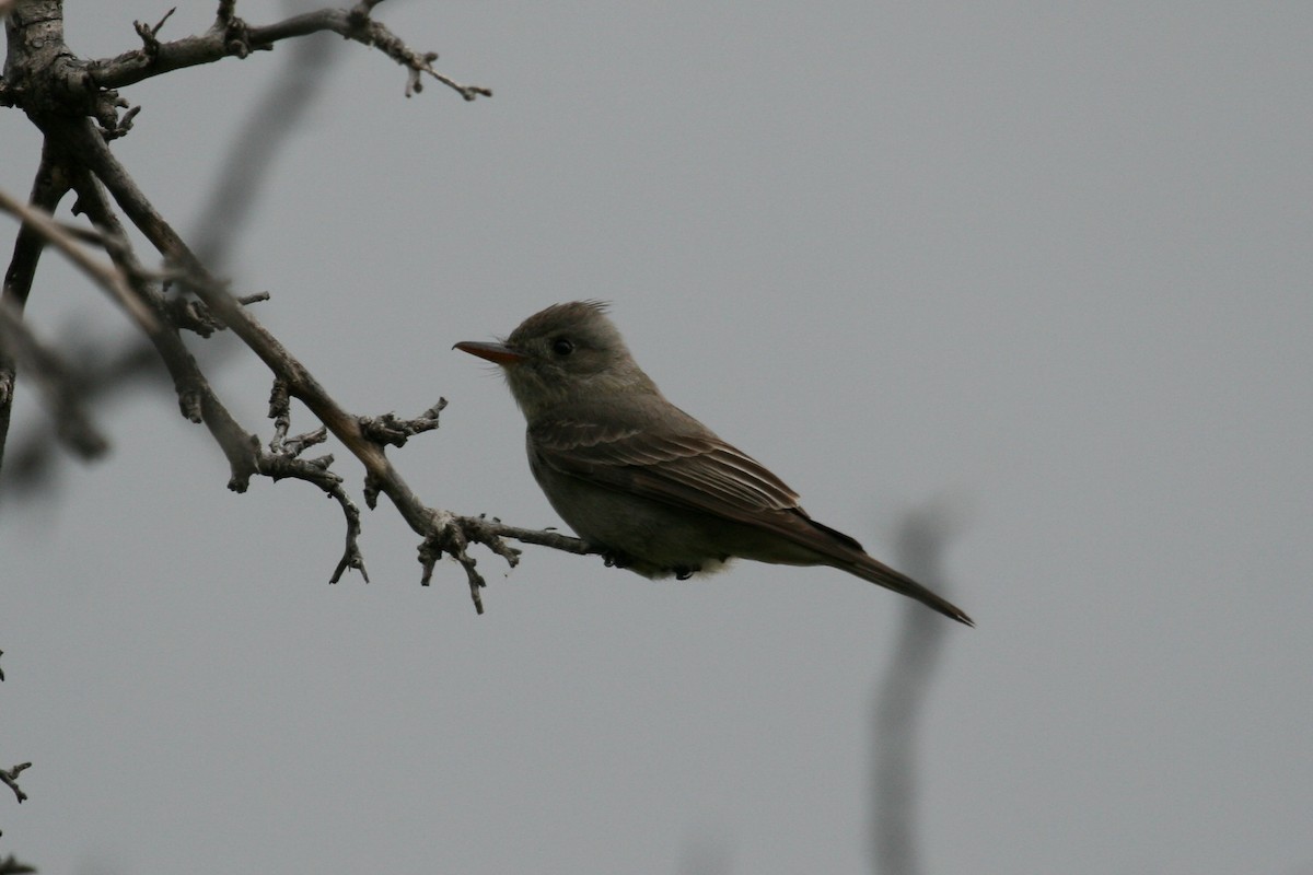 Greater Pewee - ML505701481
