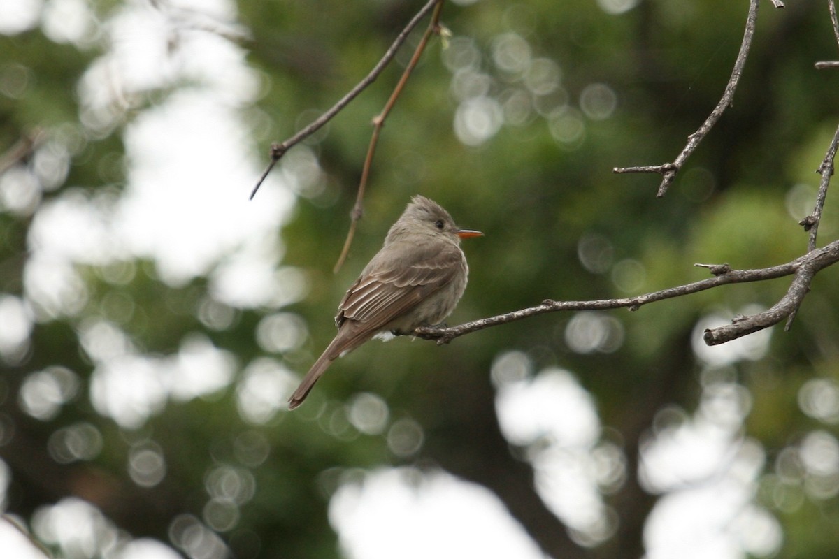 Greater Pewee - ML505701491