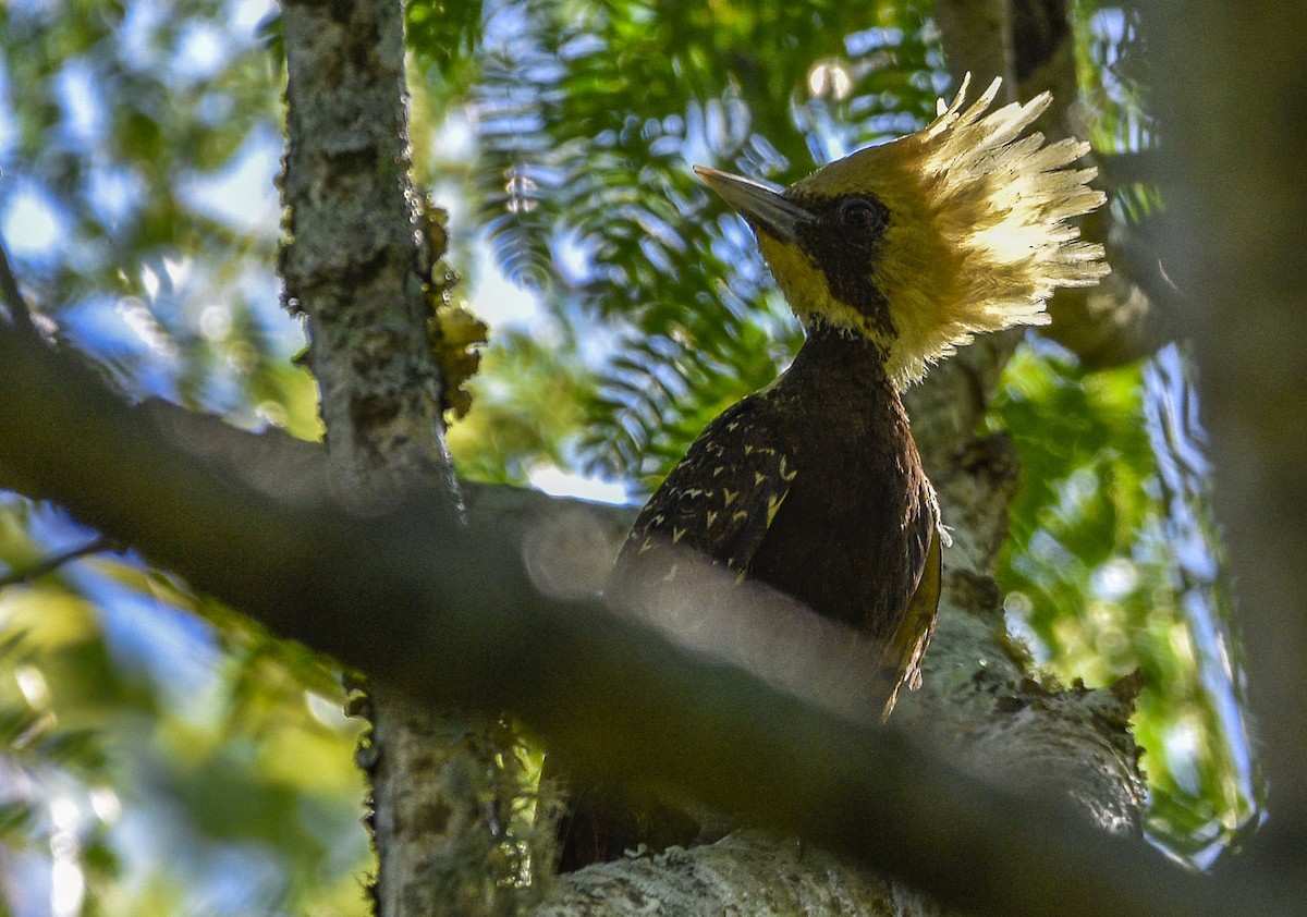 Pale-crested Woodpecker - ML505701641