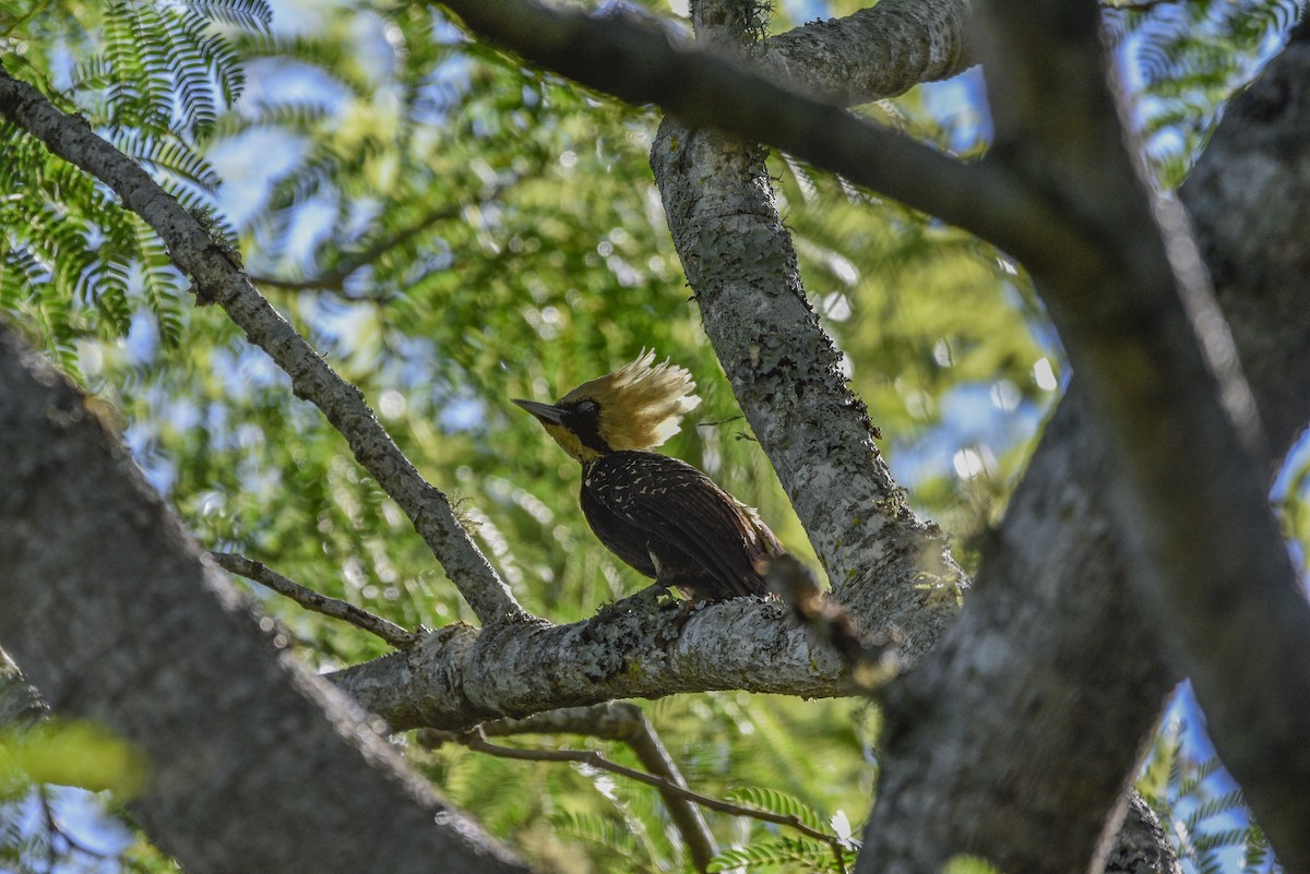 Pale-crested Woodpecker - federico nagel