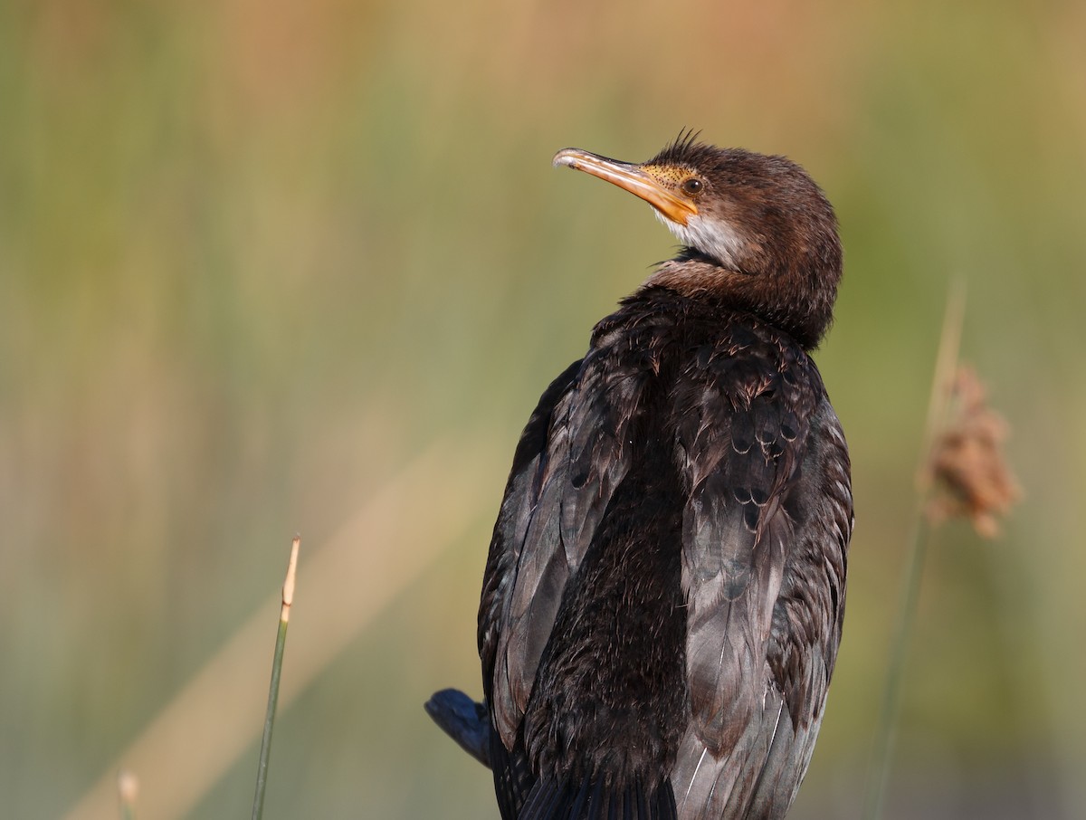 Long-tailed Cormorant - ML50570171
