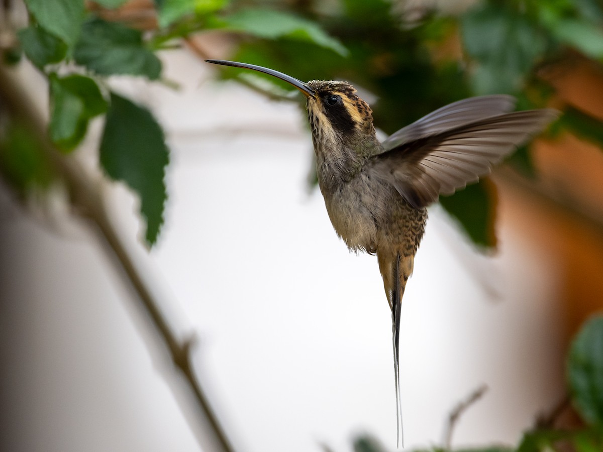 Scale-throated Hermit - ML505704611
