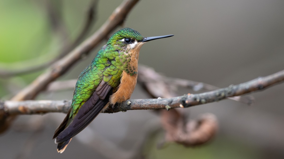 kolibřík brazilský - ML505704731
