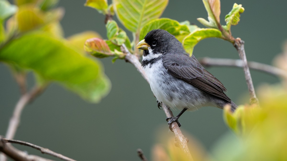 Double-collared Seedeater - ML505704851